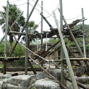 Primate World - Bornean Orangutan Exhibit