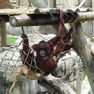 Primate World - Bornean Orangutans
