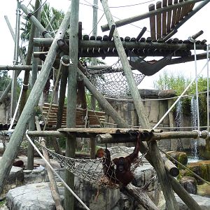 Primate World - Bornean Orangutan Exhibit