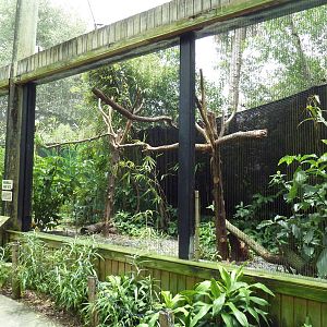 Free-Flight Aviary - Great Indian Hornbill Exhibit