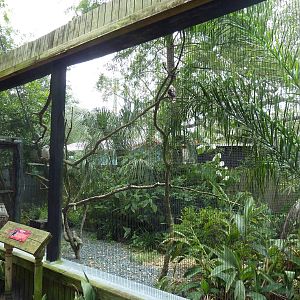 Free-Flight Aviary - Kookaburra Exhibit