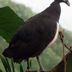 Macrocephalon maleo / Maleo (female)