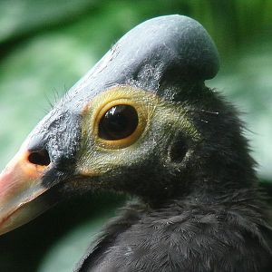 Macrocephalon maleo / Maleo (female)