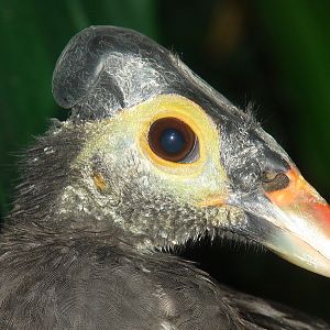 Macrocephalon maleo / Maleo (female)