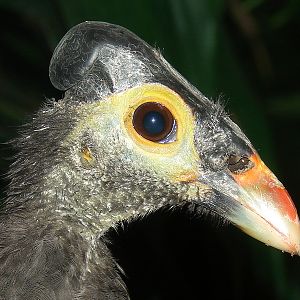Macrocephalon maleo / Maleo (female)