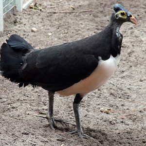 Macrocephalon maleo / Maleo (female)