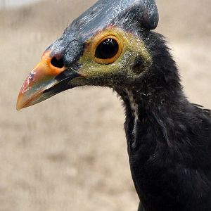 Macrocephalon maleo / Maleo (imm male)