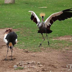 eastern crowned cranes