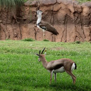 spekes gazelle and kori bustard