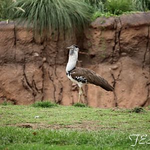 kori bustard