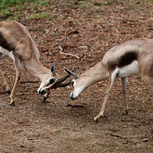 spekes gazelles sparring