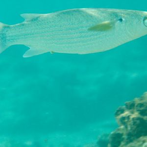 Mullet with yellow pectorals