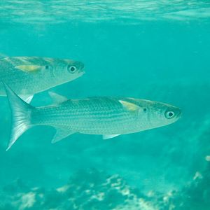Mullet with yellow pectorals
