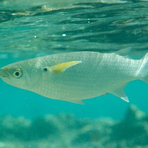 Mullet with yellow pectorals