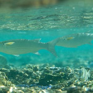 Mullet with yellow pectorals