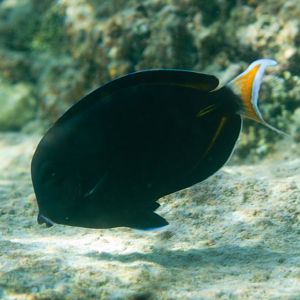 Hybrid Surgeonfish (Acanthurus achilles x nigricans)