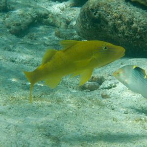 Female Goldsaddle Goatfish (Parupeneus cyclostomus)