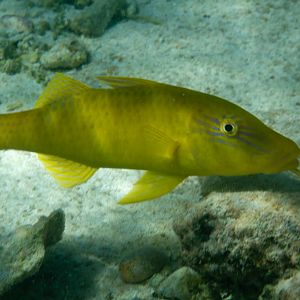 Female Goldsaddle Goatfish (Parupeneus cyclostomus)