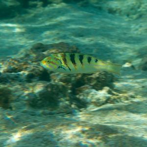 Sixbar Wrasse (Thalassoma hardwicke)