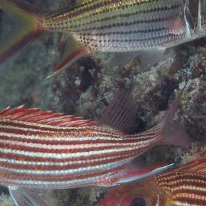 Squirrelfishes