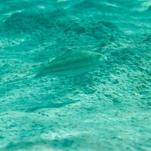 Surge Wrasse juvenile (Thalassoma purpureum)