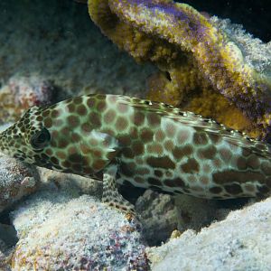 Honeycomb Grouper (Epinephalus merra)