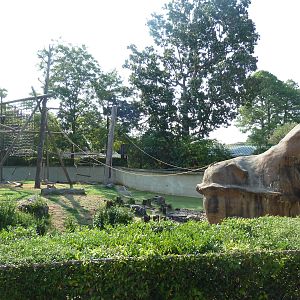 Black-Handed Spider Monkey Exhibit