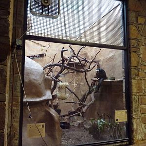 1936 Primates, Reptiles + Birds Building - White-Faced Saki Exhibit
