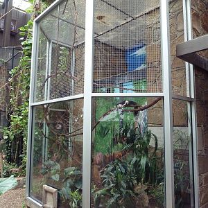 1936 Primates, Reptiles + Birds Building - Prevost's Squirrel Exhibit