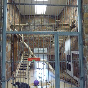 1936 Primates, Reptiles + Birds Building - Primate Exhibit