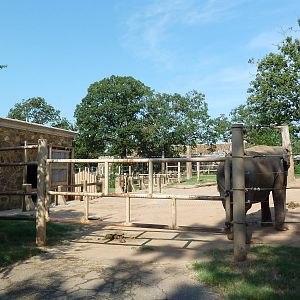 Asian Elephant Exhibit