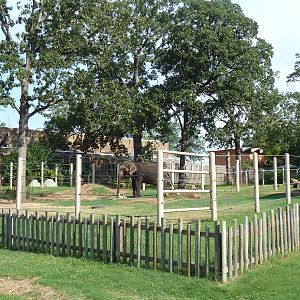 Asian Elephant Exhibit