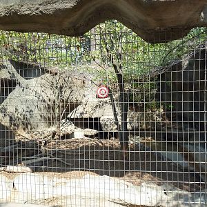 Indian Crested Porcupine Exhibit