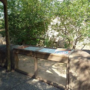 Reeves' Muntjac Exhibit