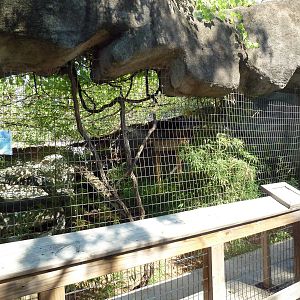 Binturong Exhibit