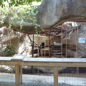 Clouded Leopard Exhibit