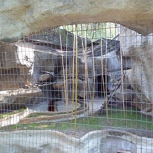 Coati Exhibit