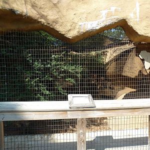 Caracal Exhibit #2