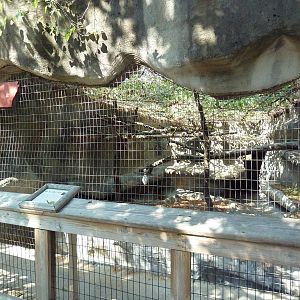 Bobcat Exhibit