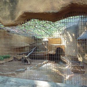 Red Fox Exhibit