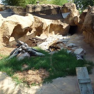Bush Dog Exhibit #1