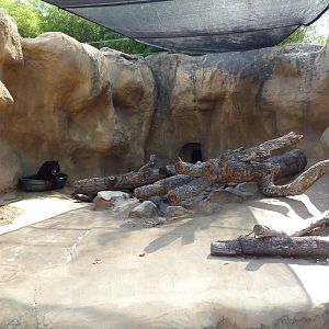 Asiatic Black Bear Exhibit