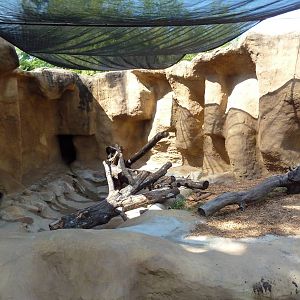 Sun Bear Exhibit #2
