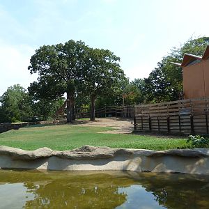 Reticulated + Baringo Giraffe Exhibit