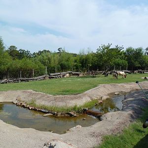 Greater Kudu/Ankole Cattle/Crowned Crane Exhibit