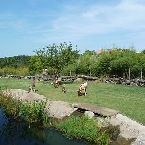 Greater Kudu/Ankole Cattle/Crowned Crane Exhibit