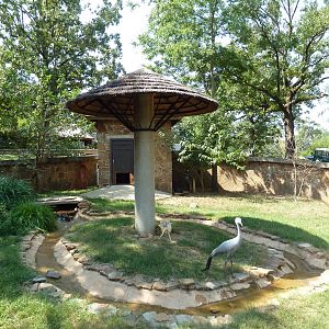 Kirk's Dik-Dik/Blue Crane Exhibit