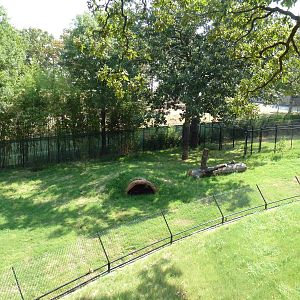 Cheetah Exhibit (New in 2012)