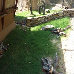 African Crested Porcupine Exhibit