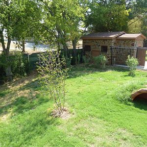 Cheetah Exhibit (New in 2012)